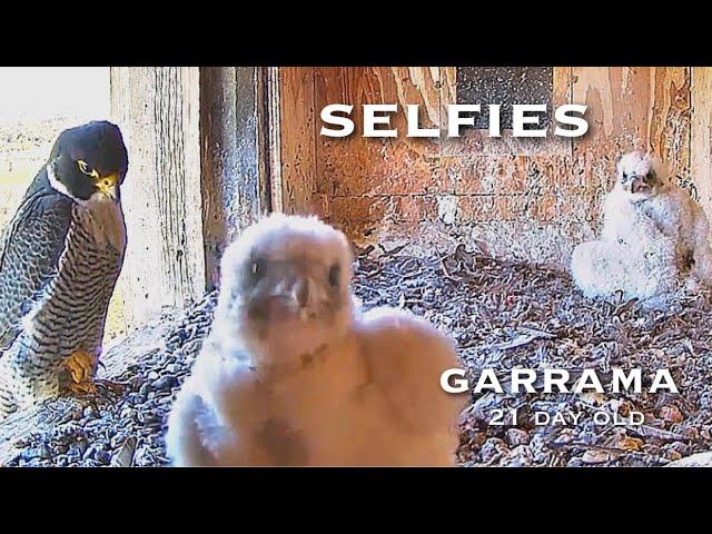 #124Falcon Nest ／Box Camera - FalconCam Project LIVE