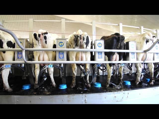 Dairymaster Swiftflo Revolver Rotary Parlour