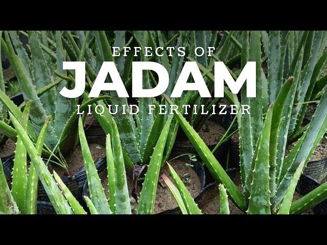 The Effects of JADAM Liquid Fertilizer (JLF) on Aloe vera