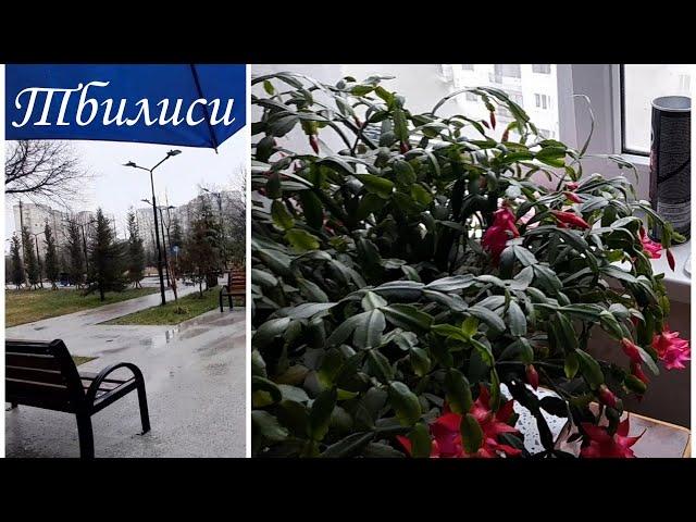 Варкетили Моя прогулка ,полезно для здоровья / На следующий день)