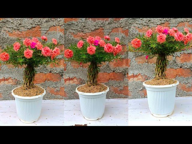 Beautiful portulaca (Moss rose) planting Idea - Easy and Simple Way