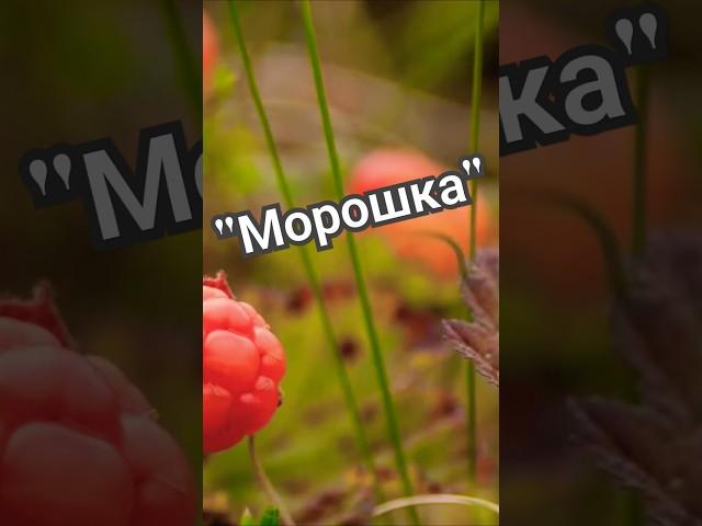 "Морошка"- Юлия Боголепова