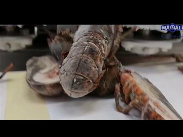 Slicing Machine Demo With a Splitter Saw for Frozen Lobster / Langosta Congelada