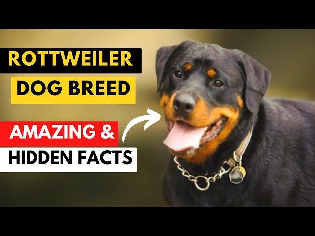 Rottweiler Dog Breed Information | Rottweiler Hidden Facts | Dog Breeds | Makoree Pedia