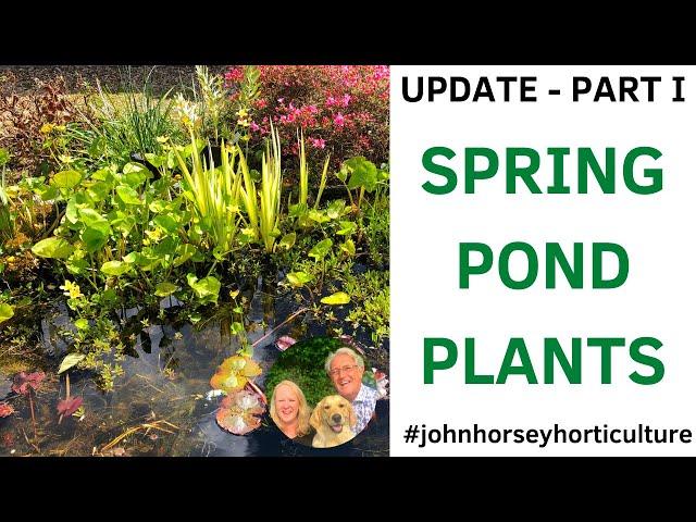 OUR SPRING POND PLANTS - SPRING POND UPDATE