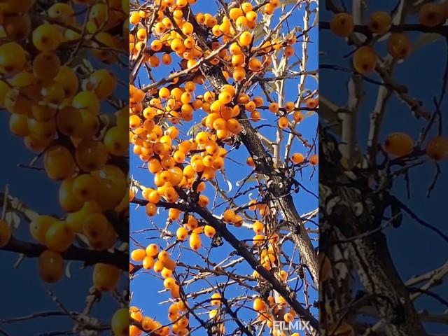Слава Богу за всё #камчатка #петропавловсккамчатский #камчаткацерковь #православие#russia#travel