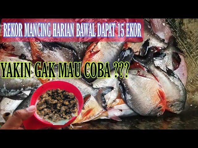 NEKAT COBA UMPAN INI !! satu kolam harian bawal terkuras habis !! FULL TUTORIAL DAN TES KOLAM HARIAN