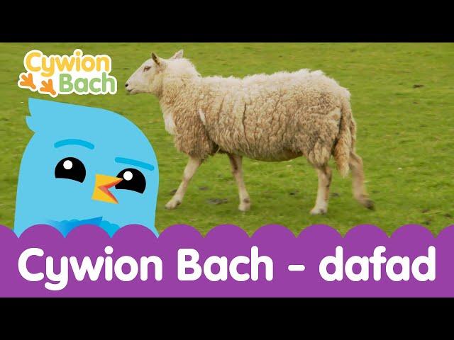 Cywion Bach - Dafad | Welsh Children's Learning Songs 