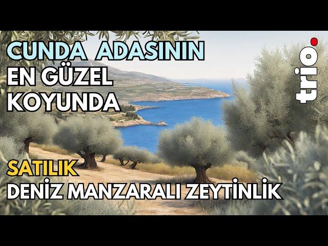 Ayvalık Cunda Beşkuyular'da Deniz Manzaralı Satılık Zeytinlik