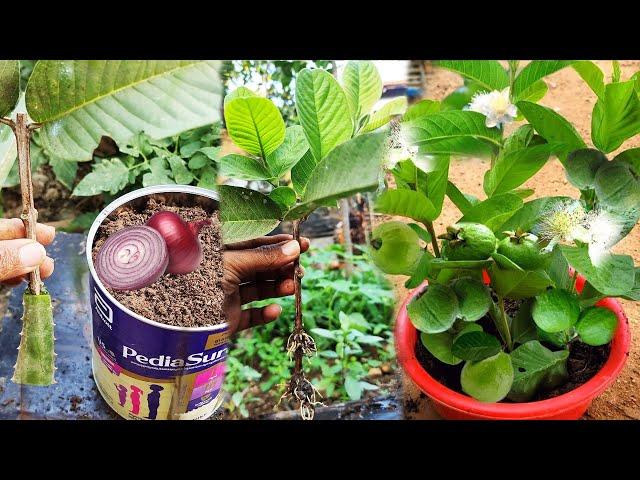 Any Season Method for Growing Guava with natural rooting hormone