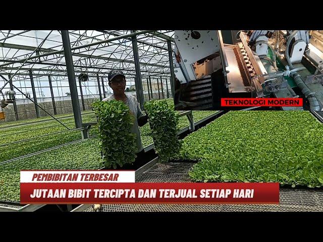 JUTAAN BIBIT SAYURAN SIAP TANAM