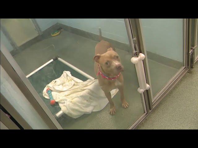 Humane Society of Broward County deals with high demand for pets