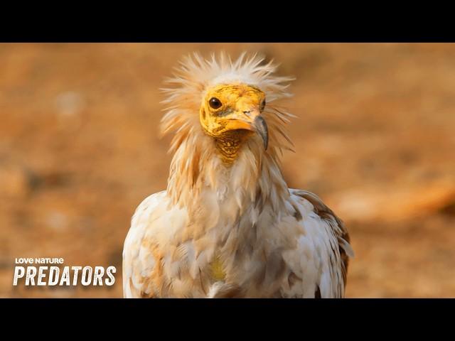 From Raptors to Waders: Birds of the Arabian Peninsula | Arabian Inferno 105