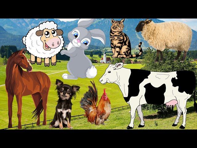 Domestic animals sounds, cows, horses, dog, sheep, cat, chickens, rabbits, camels, Animal Corner