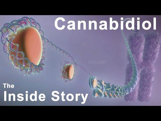 The Inside Story of Cannabidiol - What are the Benefits of CBD?