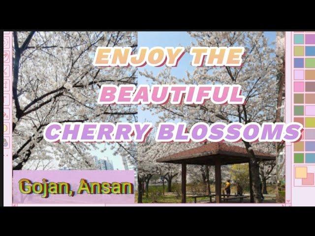 THE CHERRY BLOSSOMS MAKES THE SPRING MORE BEAUTIFUL  #cherryblossoms  #springkorea