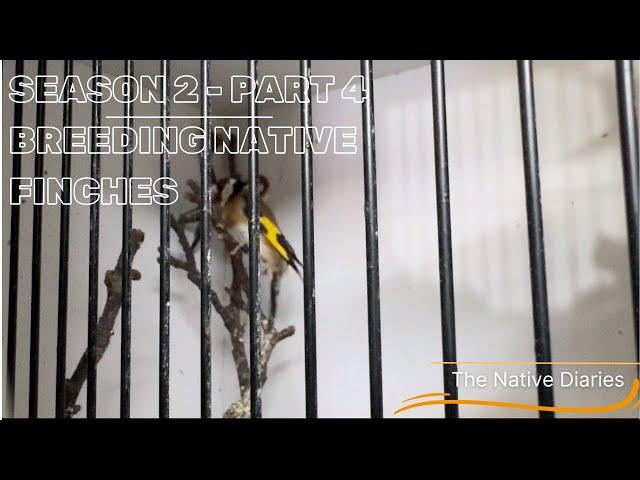 Breeding Native British Finches - Season 2 Part 4