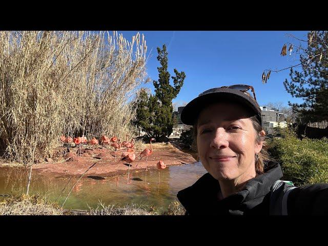 Swifty Travels is live at the Albuquerque Zoo! Explore with me!