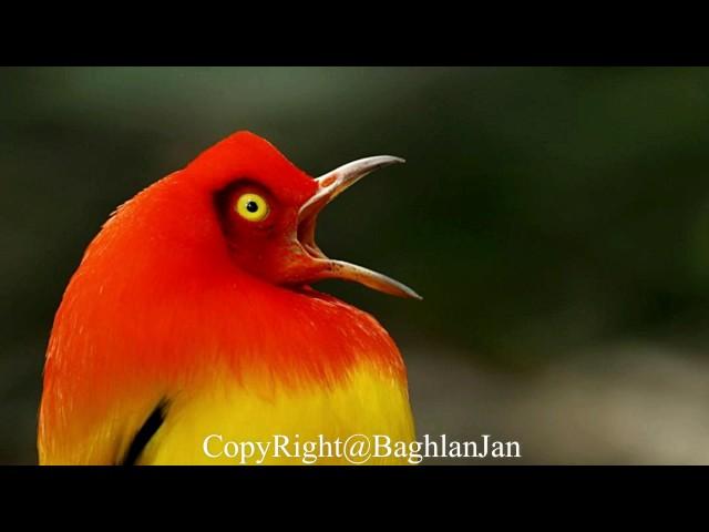 Dambora Gonjeshkak Song HD