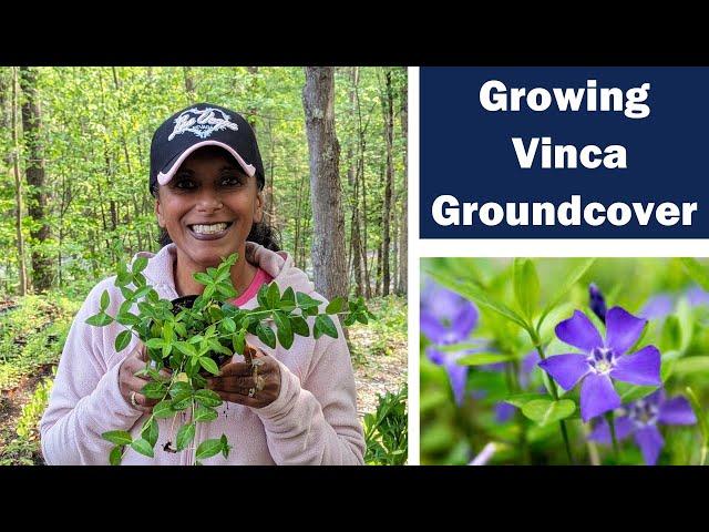 How to Transplant & Divide Vinca Minor Groundcover Periwinkle Perennial