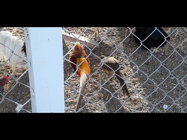 Red golden pheasant calling his girl