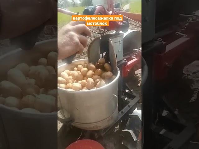 Самодельная картофелесажалка под мотоблок
