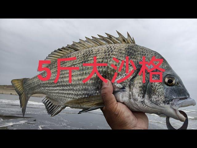 釣到5斤黑鯛的預告片