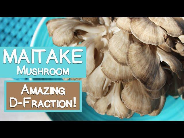 Maitake Mushroom, Benefits of D-Fraction Compound