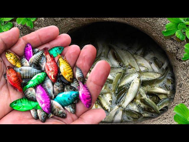 Catch Colorful Ornamental Fish In Eggs Surprise, Blue Crawfish, Paradise Fish, Clown Loaches, Guppy