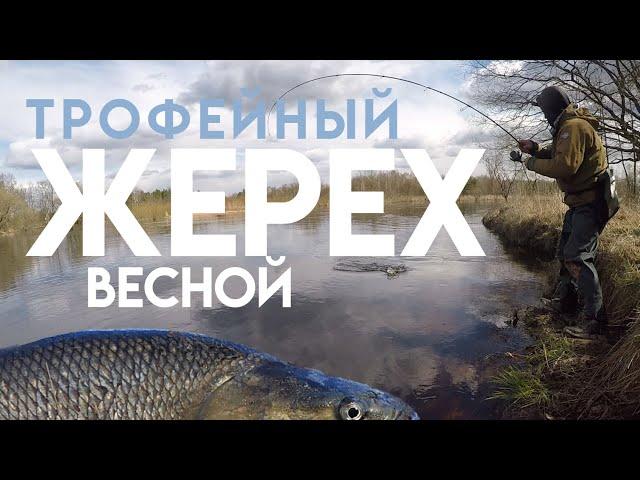 Трофейный жерех на спиннинг весной - это ТОП!