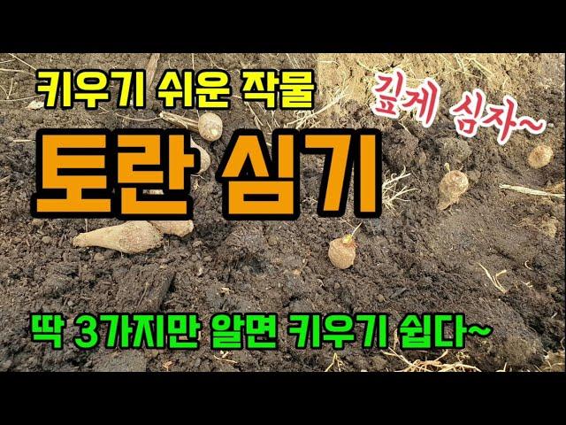 딱 3가지만 알면 토란 토란재배 쉽다 토란 깊게 심는 이유 토란 밑거름과 심는 간격과 깊이 토란다수확방법 조선토란