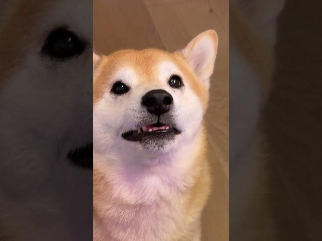 Shiba Screams at Betrayal