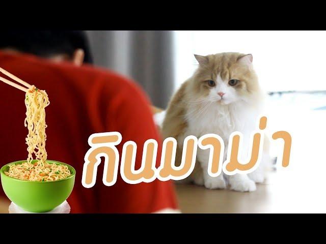 Theycallmemeaow | เพลง กินมาม่า