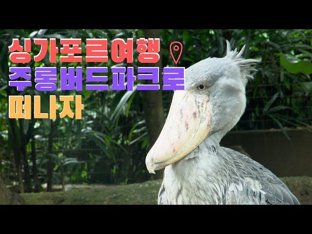 Singapore's largest bird park | 싱가포르여행 아시아 최대 주롱파크로 떠나자  |  아프리카 공룡새 [여행로드]