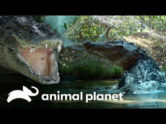 Cocodrilo de estuario: un gigante al acecho | Dinosaurios Modernos | Animal Planet