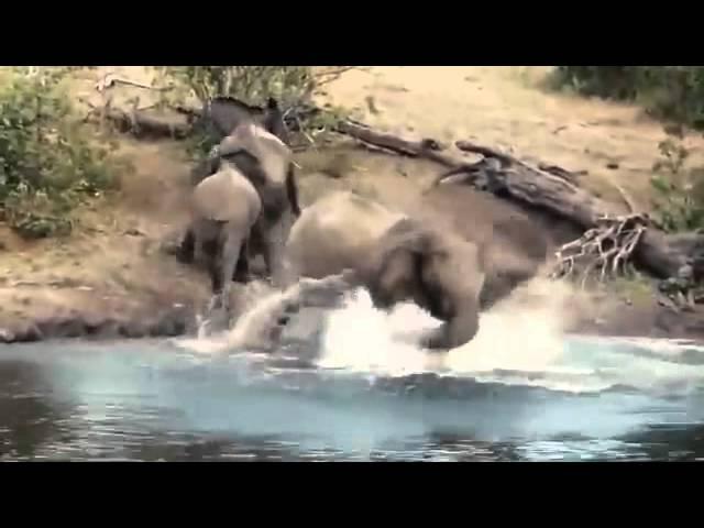 Crocodile Attacks Elephant at Watering Hole