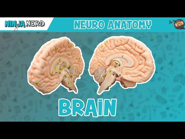 Anatomy of the Brain | Model