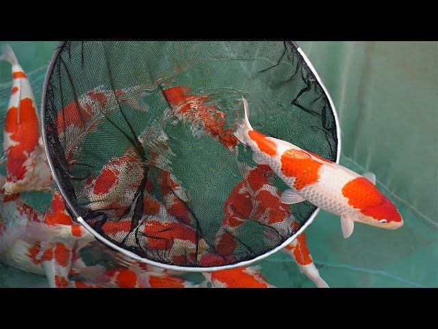 The Best Nogami Koi for sale! (Big Event)