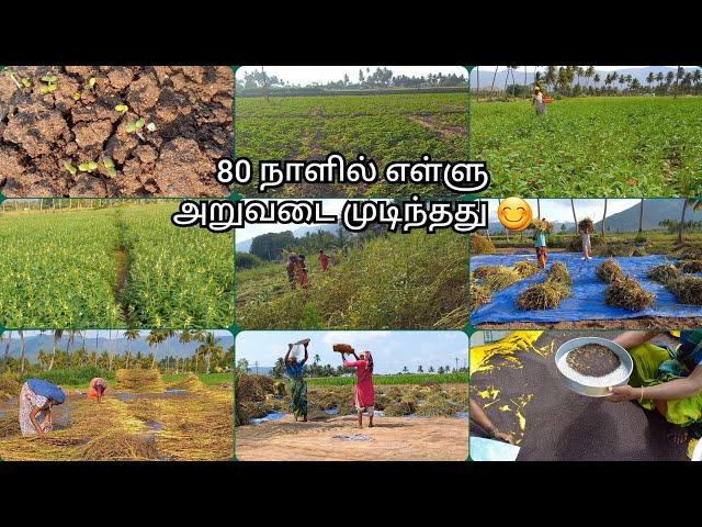 எள்ளு விதைப்பு முதல் விற்ப்பனை வரை|Ellu vivasayam|Black sesame cultivating process|#agriculture