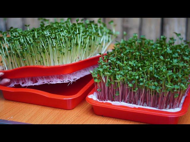 Growing Vegetables Without A Garden, How To Grow Sprouts Without Using Soil, High Yield