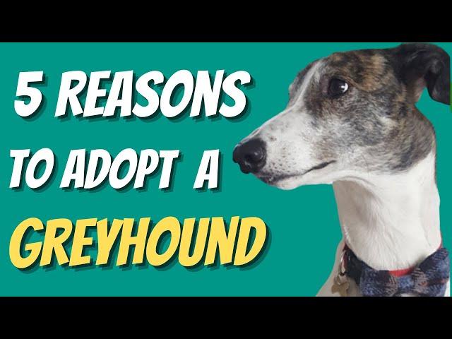 5 Great Reasons To Adopt A Greyhound