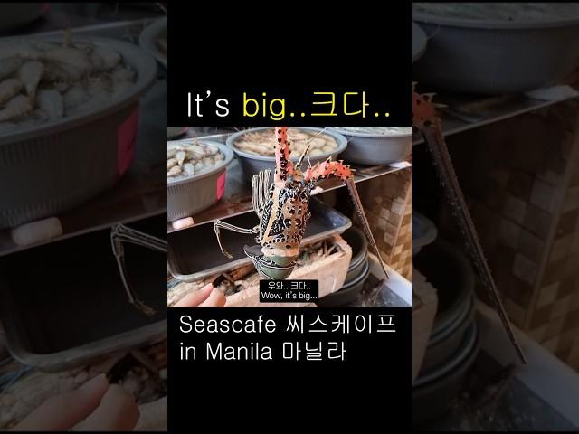 마닐라 씨스케이프 랍스타 ㅋ #seascape #seascapevillage #lobster #씨스케이프 #마닐라맛집