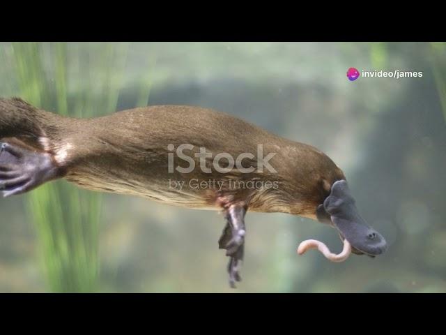 One of the Egg Laying mammal : The Duck Billed Platypus