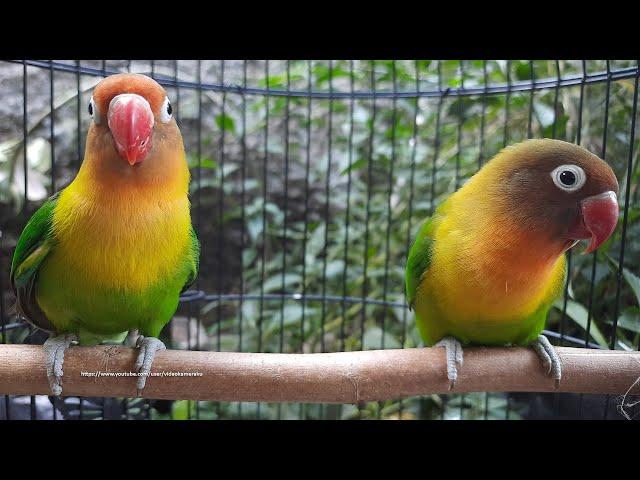 Lovebird Singing & Chirping Sounds - Green Fischer Pair