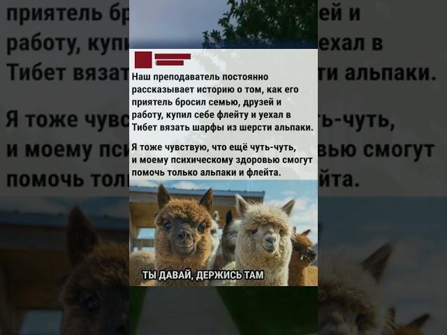 Я хочу просто к альпакам, они милые #смех #ржака #юмор #смешно #угар #прикол #весело #шутки #shorts