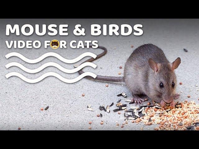 CAT GAMES - Mouse and Birds! Bird Chirping Sounds Video for Cats | CAT & DOG TV.