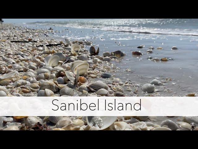 I have the beach to myself. Sanibel Island seashells broke my shell bag!