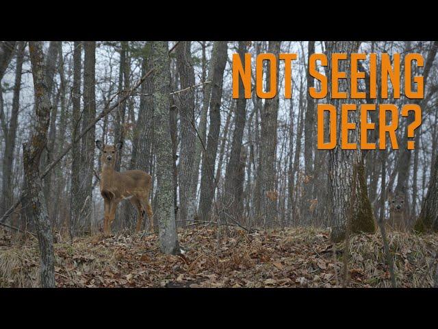 Three Reasons Why You're Not Seeing Deer