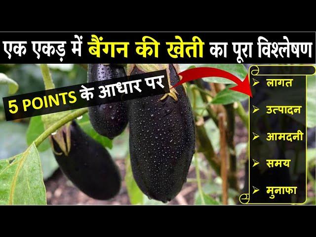 बैंगन की खेती की पूरी जानकारी | Baigan Ki Kheti Kaise Kare | Brinjal Farming In India