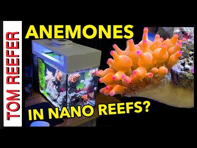 Reef Tank (KEEPING AN ANEMONE IN A NANO REEF TANK) "Arizona Sunset"